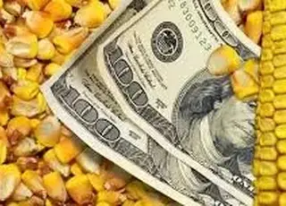 Ціни на кукурудзу зросли на тлі січневого ралі