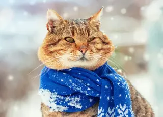 До України прогнозують похолодання: де вдарить мороз і засипле снігом