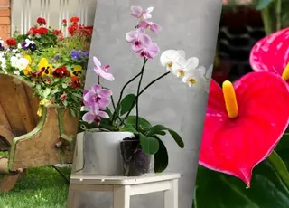 Які кімнатні рослини не можна виносити під дощ