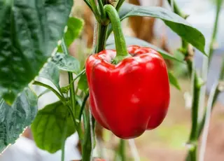 3 цінні поради, які навчать вирощувати перець без складнощів