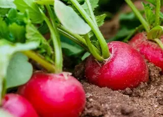 На Вінниччині переселенець з Каховки успішно відновив тепличний бізнес