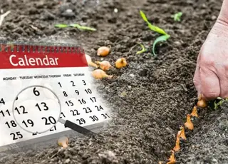 Календар городника: сприятливі та несприятливі дні для посадки в квітні