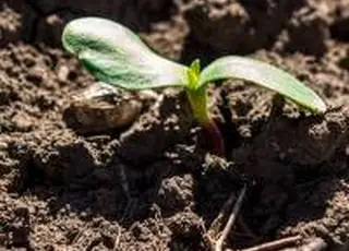 У Tekom Agro Group отримали перші сходи соняшнику під урожай 2026 року