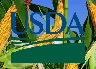 USDA залишило прогноз врожаю кукурудзи в Україні на 2025 рік незмінним