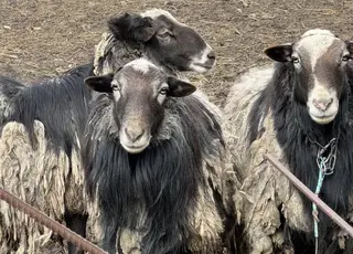 На Донеччині пенсіонер розводить баранів за 40 км від фронту