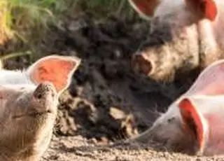 KSG Agro ввів в експлуатацію когенераційну установку на одному з своїх свинокомплексів