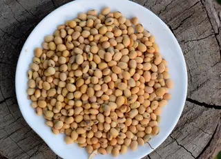 Соя в Україні тримає ціну: переробники компенсують тиск латиноамериканського імпорту