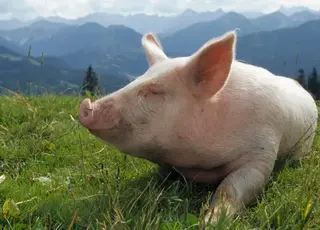 В Україні ввели суворі обмеження на кастрацію та обрізання хвостів у свиней