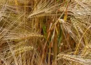 У 2025 році було відкрито 19 нових ринків для експорту української агропродукції