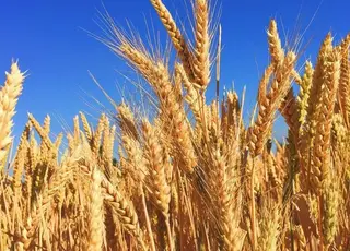 У портах України продовжує дорожчати продовольча пшениця 