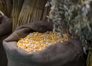 Імпорт кукурудзи зі США стимулює розвиток птахівництва в Таїланді