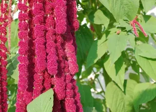 Амарант як біоенергетична культура: у 4 рази ефективніший за кукурудзу
