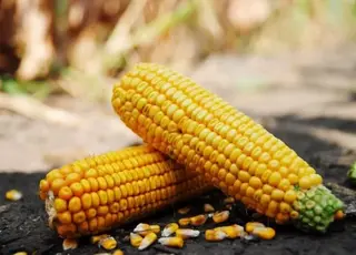 Україна вийшла у лідери експортерів кукурудзи в ЄС