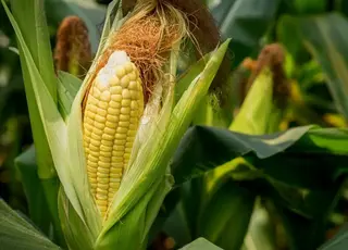 Ціни на кукурудзу в Україні знизились на тлі передсвяткового затишшя