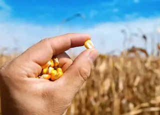 Попри спеку та посуху аналітики підняли оцінку врожайності кукурудзи