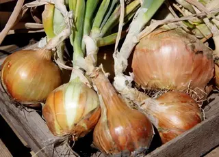 Озима цибуля може забезпечити фермерам рентабельність до 50%