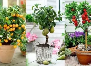 Експерти розповіли, які фрукти можна виростити у своїй квартирі