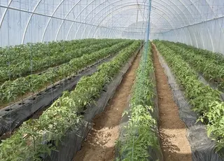 Херсонські фермери збільшують вирощування овочів