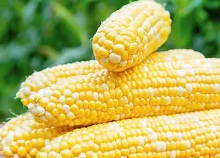 Кукурудза в Україні дорожчає