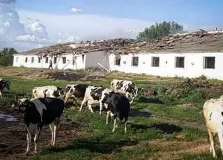 російський дрон ударив по фермі на Сумщині: поранені працівники загинула худоба