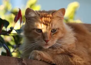 Стало відомо, коли в Україні потеплішає та припиняться дощі