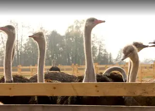 На Прикарпатті колишній військовий відкрив екзотичну ферму з вирощування страусів