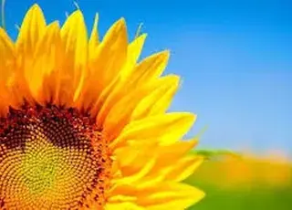 Соняшник утримує максимуми сезону: окремі контракти укладаються вже понад 32 000 грн/т