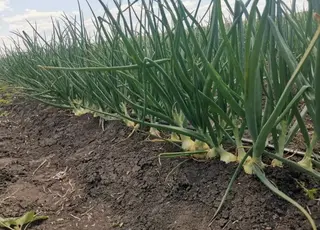 Вирощування озимої цибулі за корейською технологією стартувало на Одещині