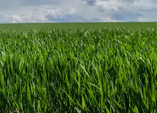 Перша фунгіцидна обробка озимих зернових культур