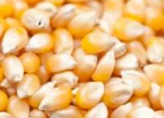 Експортні ціни на українську фуражну кукурудзу знизились