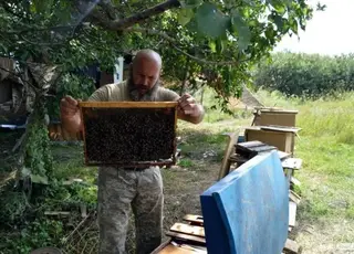 Український військовий створив пасіку на фронті біля Бахмута