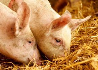 В Україні впали закупівельні ціни на свинину живою вагою