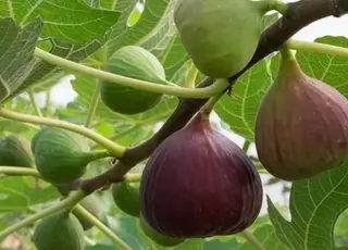 Інжир у теплицях: перспективи вирощування для українських фермерів