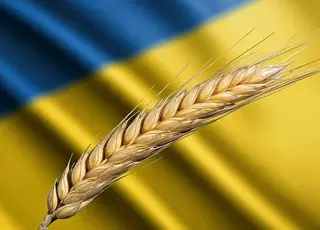 Українська пшениця втрачає тендери через нижчі FOB-ціни російських конкурентів