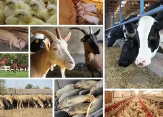 Кабмін удосконалив механізми обігу побічних продуктів тваринництва