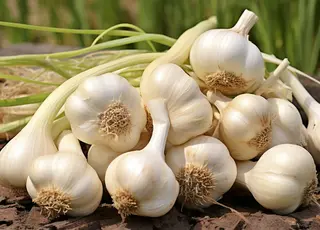 Українські сорти часнику успішно вирощують в Іспанії