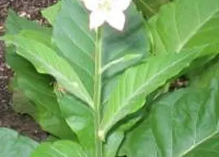 ВАР закликає парламент підтримати законопроєкт щодо посилення контролю за обігом тютюнової сировини