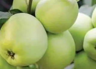 В'єтнам готується відкрити ринок для експорту яблук, яєць та м'яса з України