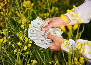 Озвучено оновлені ціни на ріпак в Україні