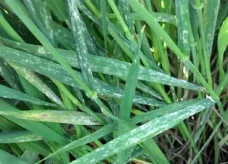 На загущених посівах озимих зернових фіксують розвиток хвороб