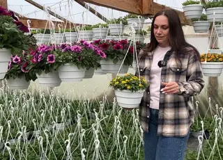 На Рівненщині родина садівників вирощує в теплицях більше 30 видів різноманітних квітів