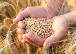 В Україні пропонують розробити механізм зернових репарацій від росії