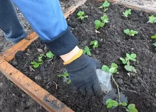 Як правильно садити полуницю в жовтні: поради щодо осінньої посадки та догляду