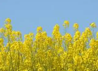 Ріпак дорожчає: ринок реагує на нафту та геополітику