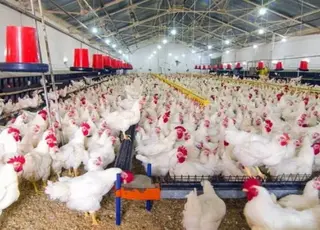 На Львівщині збудують чотири нові птахокомплекси для бройлерів і курей-несучок