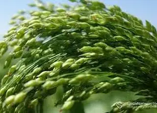 Фермери Миколаївщини та Херсонщини можуть отримати по 2 000 грн за га нішевих культур