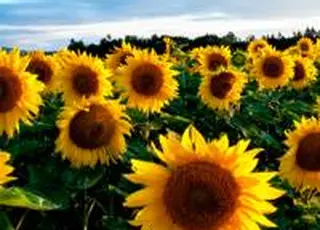 На українському ринку соняшнику минулого тижня домінувала підвищувальна цінова динаміка