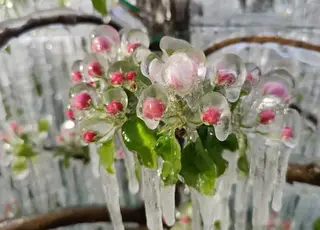 Вітчизняні вчені назвали сорти яблунь, найбільш і найменш стійкі до заморозків