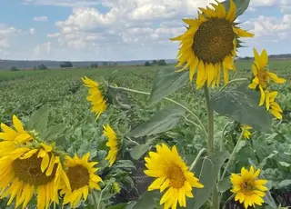 Як господарство на Миколаївщині вирощує два врожаї за сезон