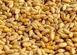 Фуражна пшениця подорожчала на 4 долари через зростання цін на енергоносії